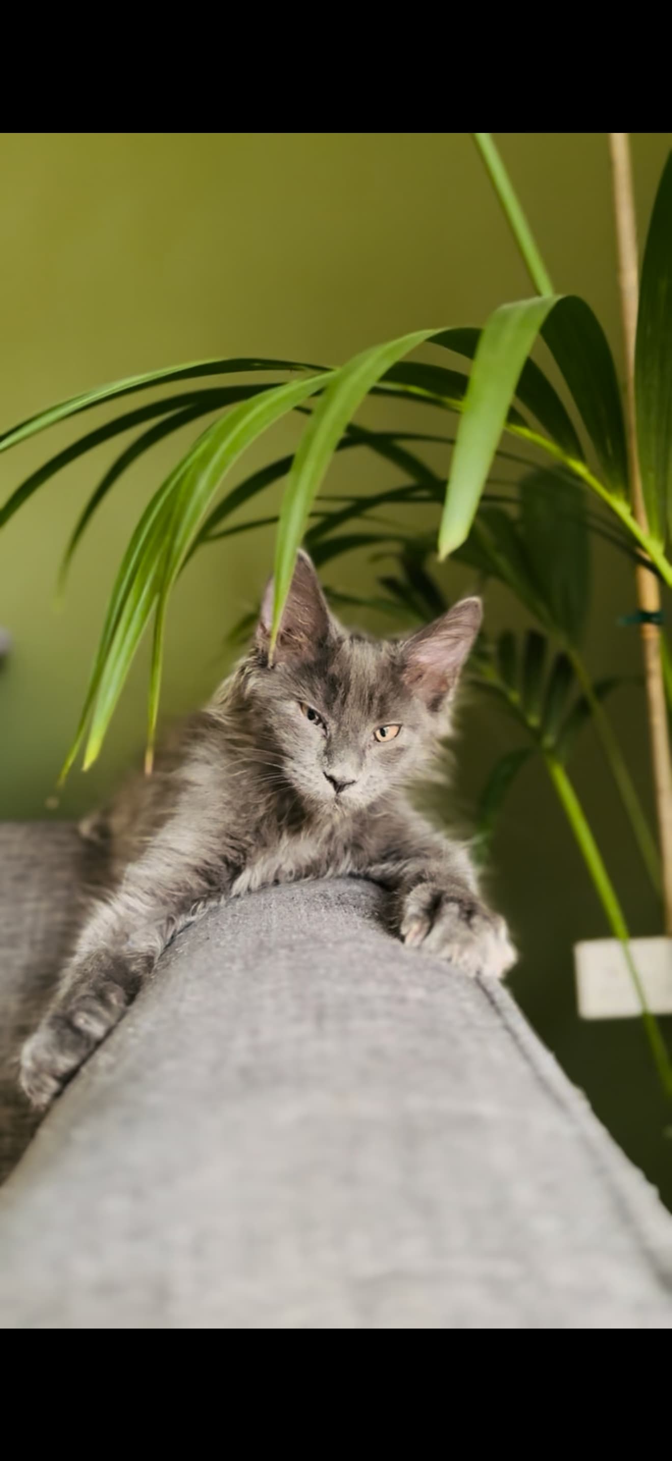 Cat resting among plants